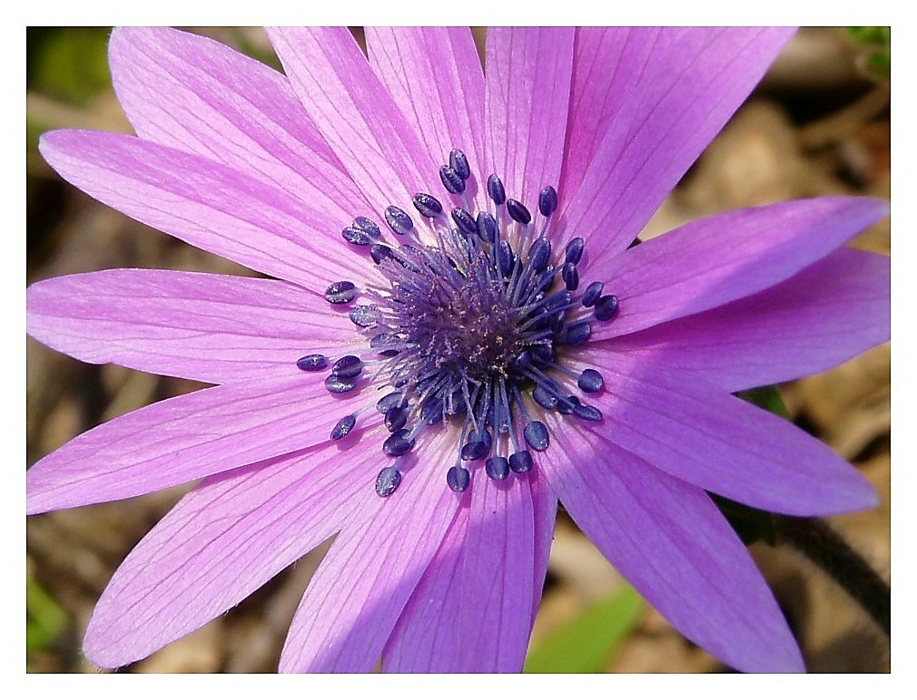 Anemone hortensis / Anemone fior-stella